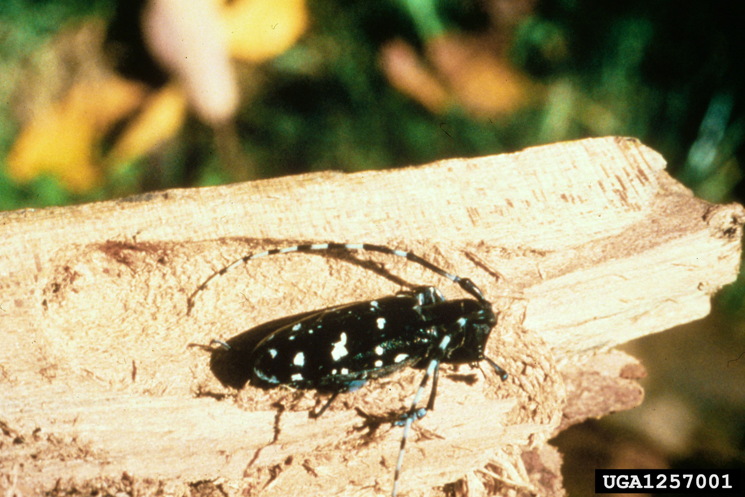 Wood Beetle