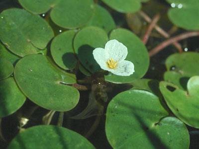 European Frog-bit | St. Lawrence Eastern Lake Ontario Partnership for ...