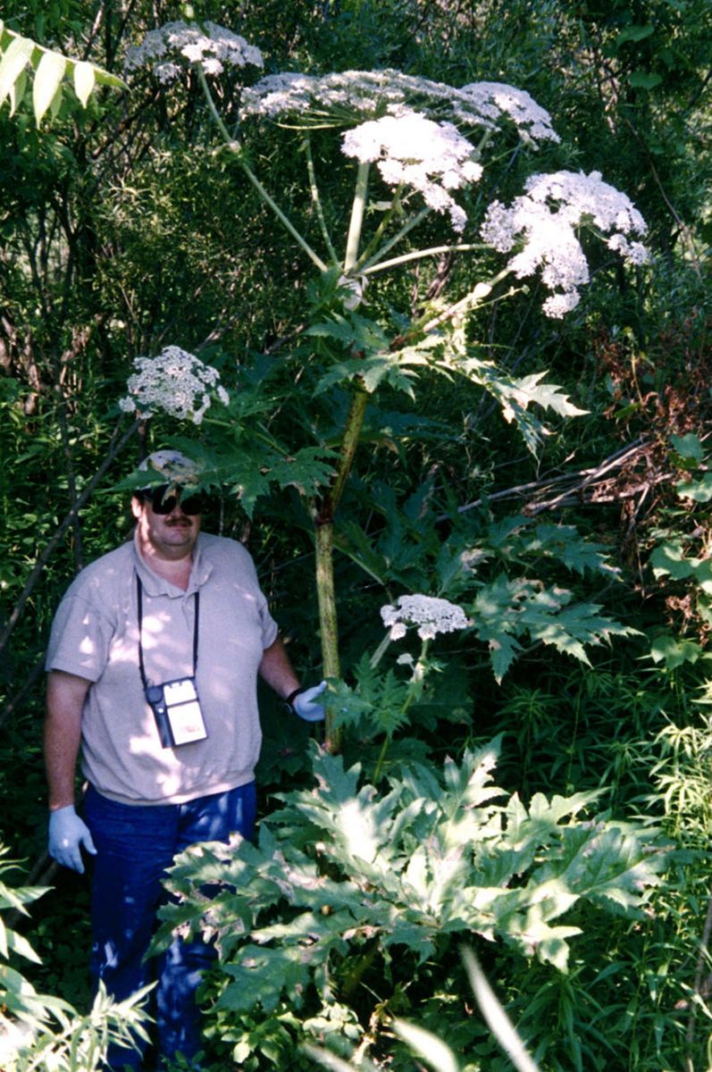 Giant Hogweed – SLELO PRISM