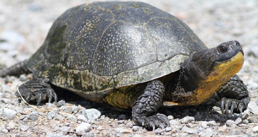 Blanding's Turtle - SLELO PRISM