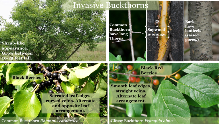 Glossy & Common Buckthorn – SLELO PRISM