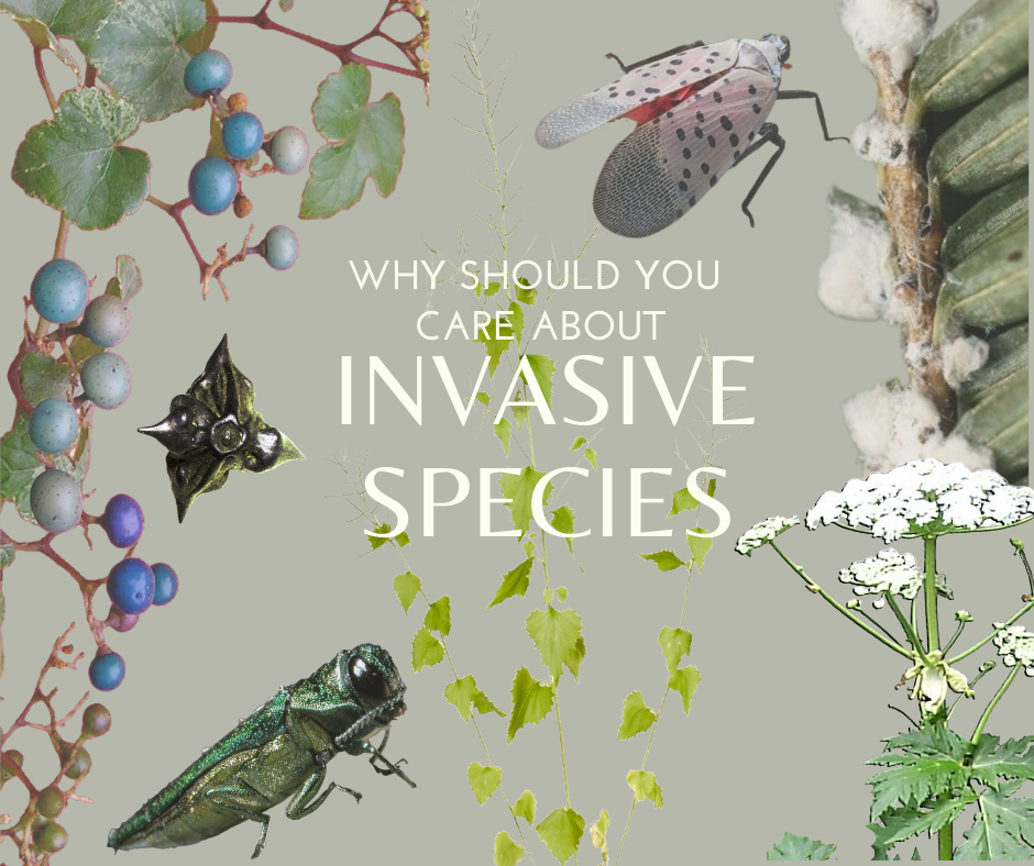 Introduction Of Invasive Species