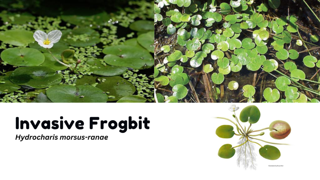 Invasive Frogbit - SLELO PRISM