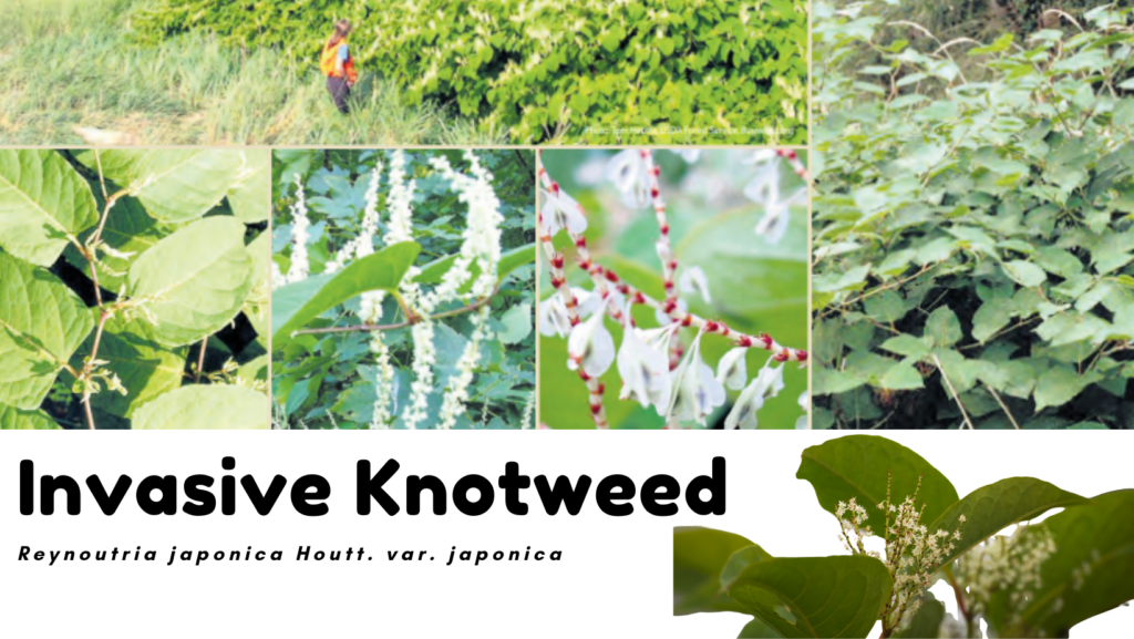 Invasive Knotweed Slelo Prism 9682